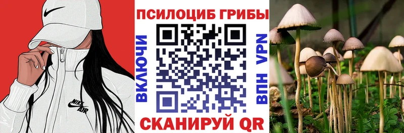 цены   Тавда  Галлюциногенные грибы Cubensis 